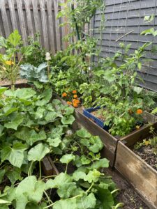 image of plants growing in garden boxes