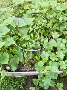 4x3 garden box with cucumber, cantaloupe, lettuce, tomato and sweet potato