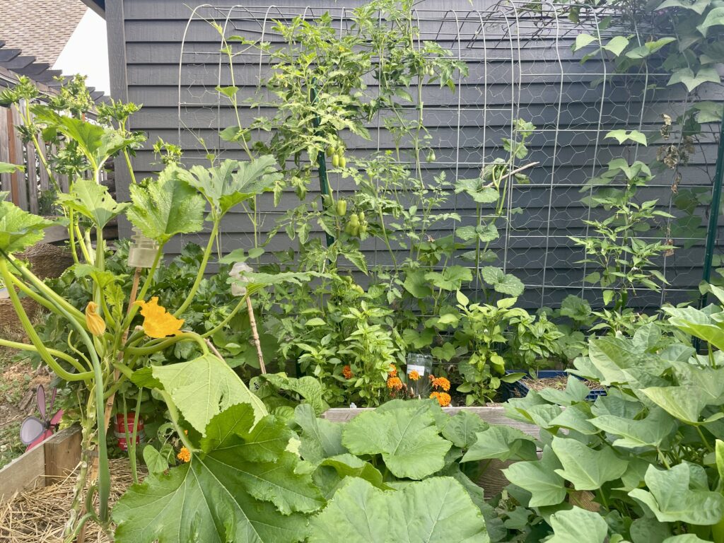 image of garden with vertical growing plants