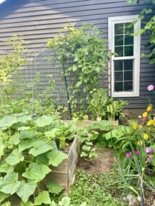 image of garden with lots of plants