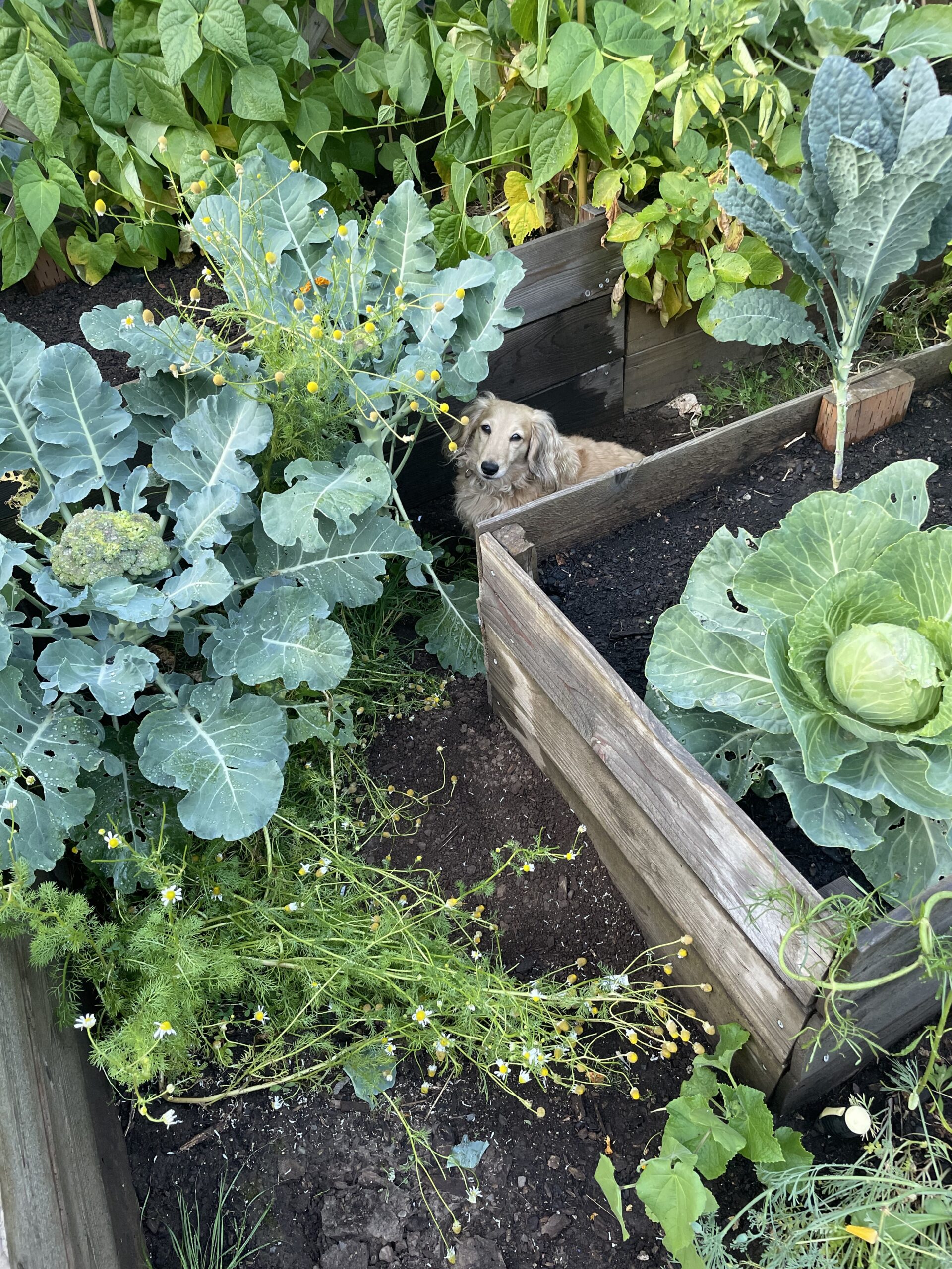 dachshund in the garden