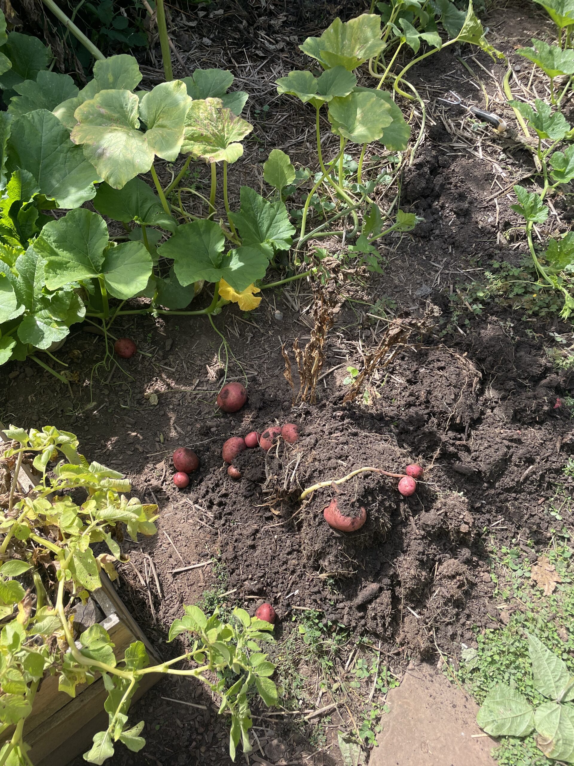 potato harvest