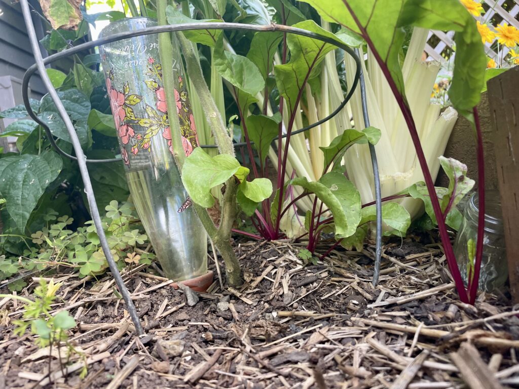 image of terra cotta watering spikes at the base of a tomato