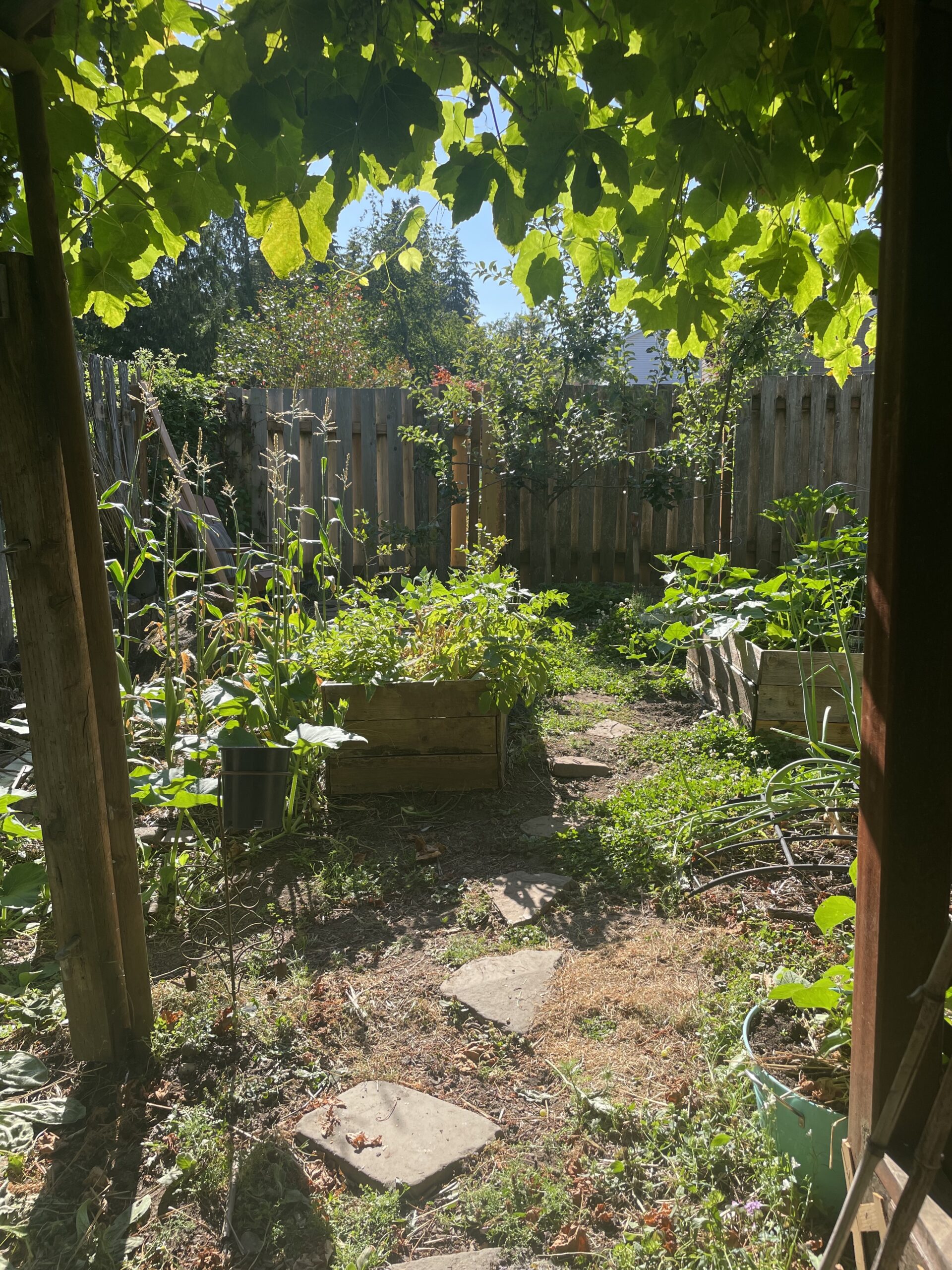 view into August garden