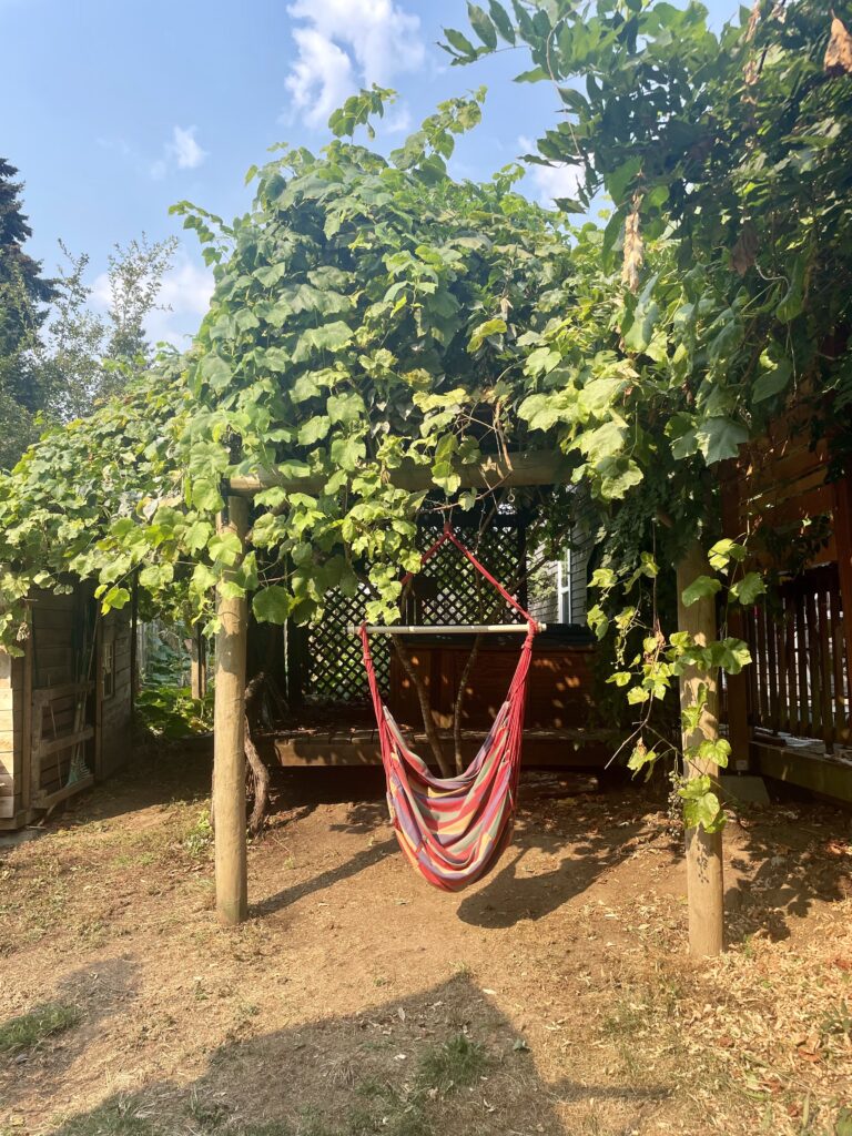 grape vines growing over pergola