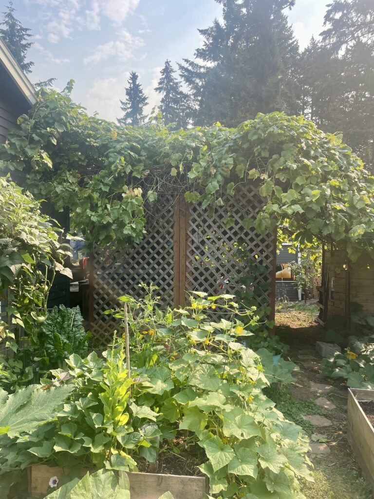 grapes growing in the garden over a pergola