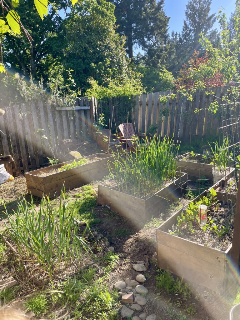 What to Plant in October photo of garden in May with garlic flourishing