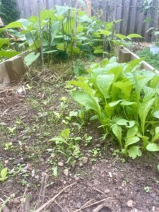 What to Plant in October Radishes almost ready for harvest