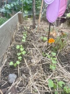 What to Plant in October sprouted radishes