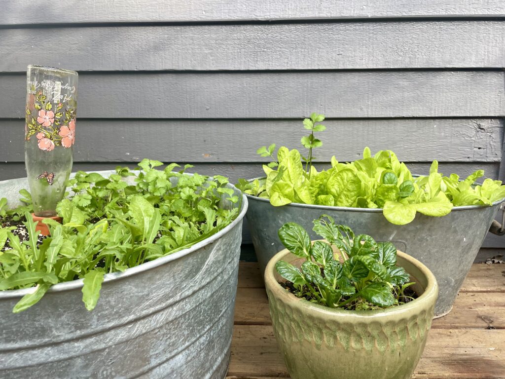 image of what to plant in October lettuce and spinach in containers