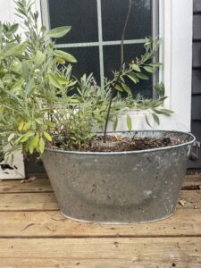 sage growing in container gardening