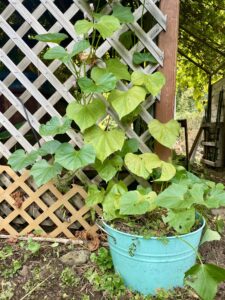 sweet potato plant growing in container gardening 