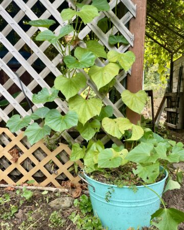 sweet potato plant growing in container gardening