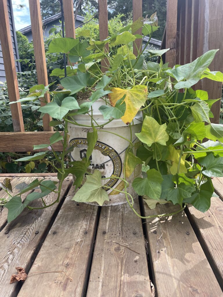 bucket used for container gardening with sweet potato growing 