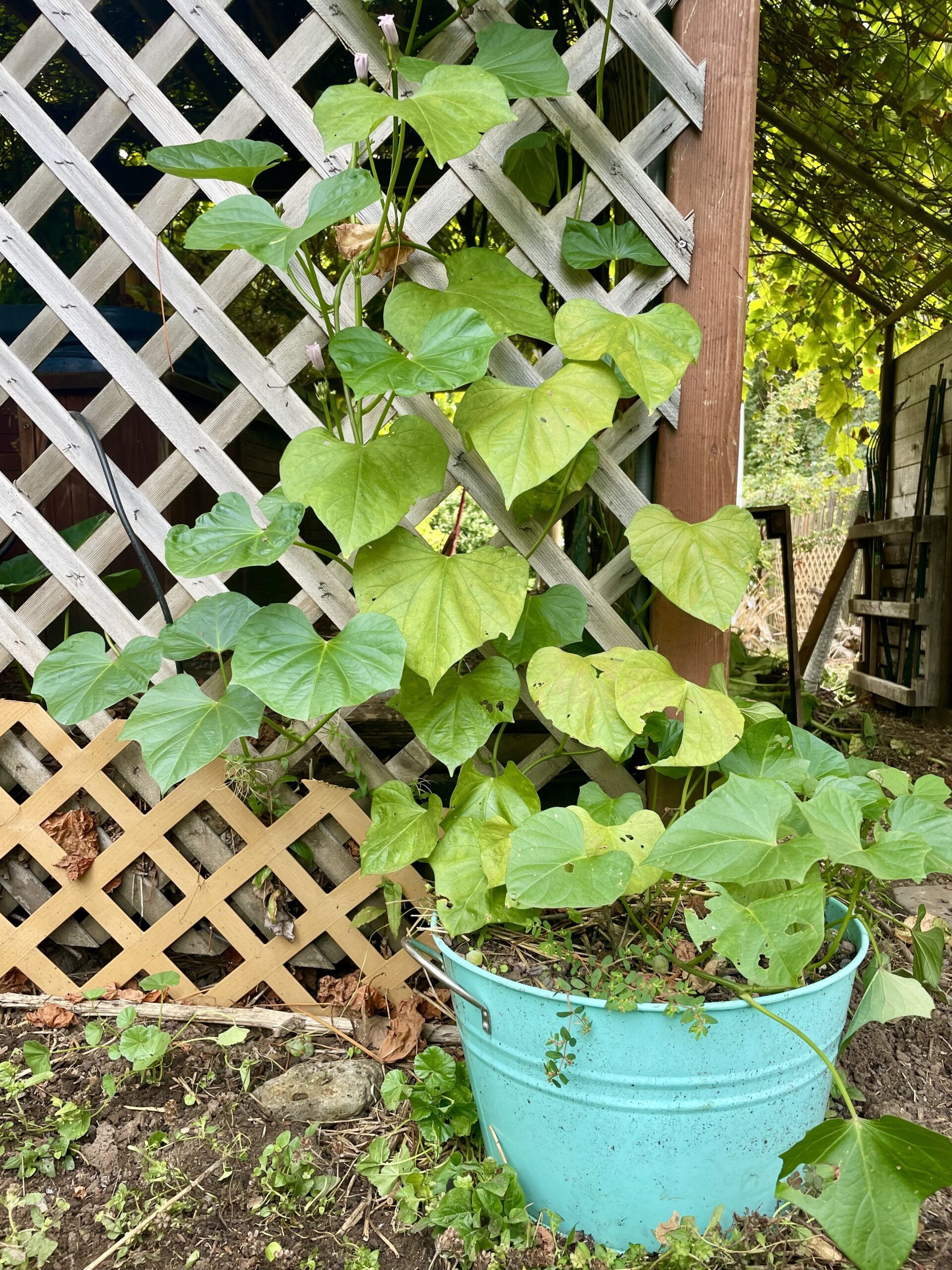 sweet potato plant growing in container gardening