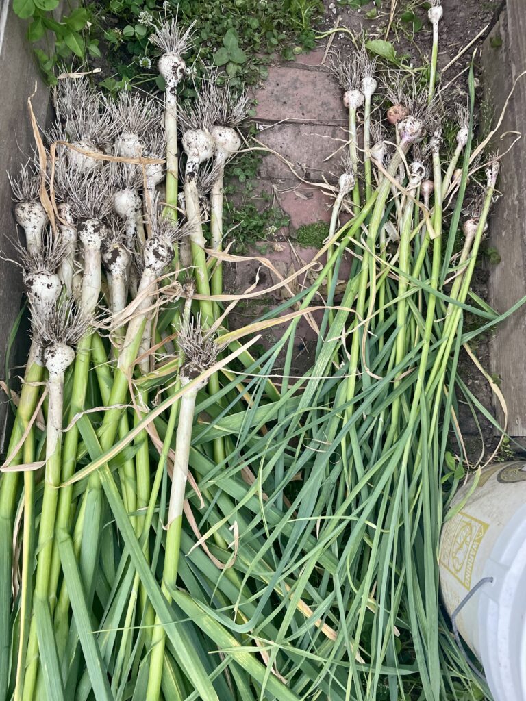 image of garlic harvested in summer after planting in October