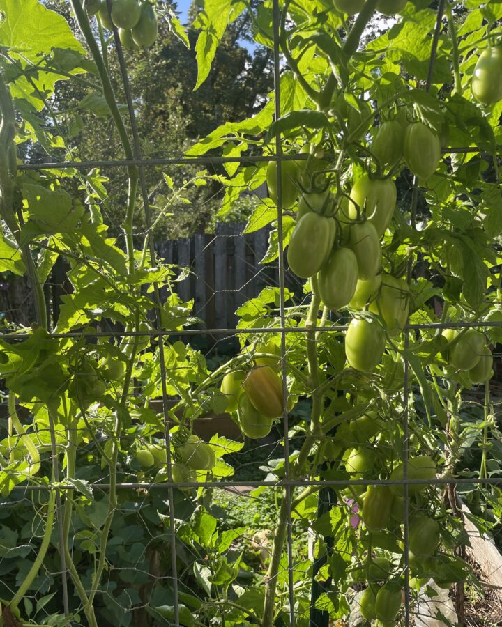 Green Tomatoes on a Tomato plant in the garden