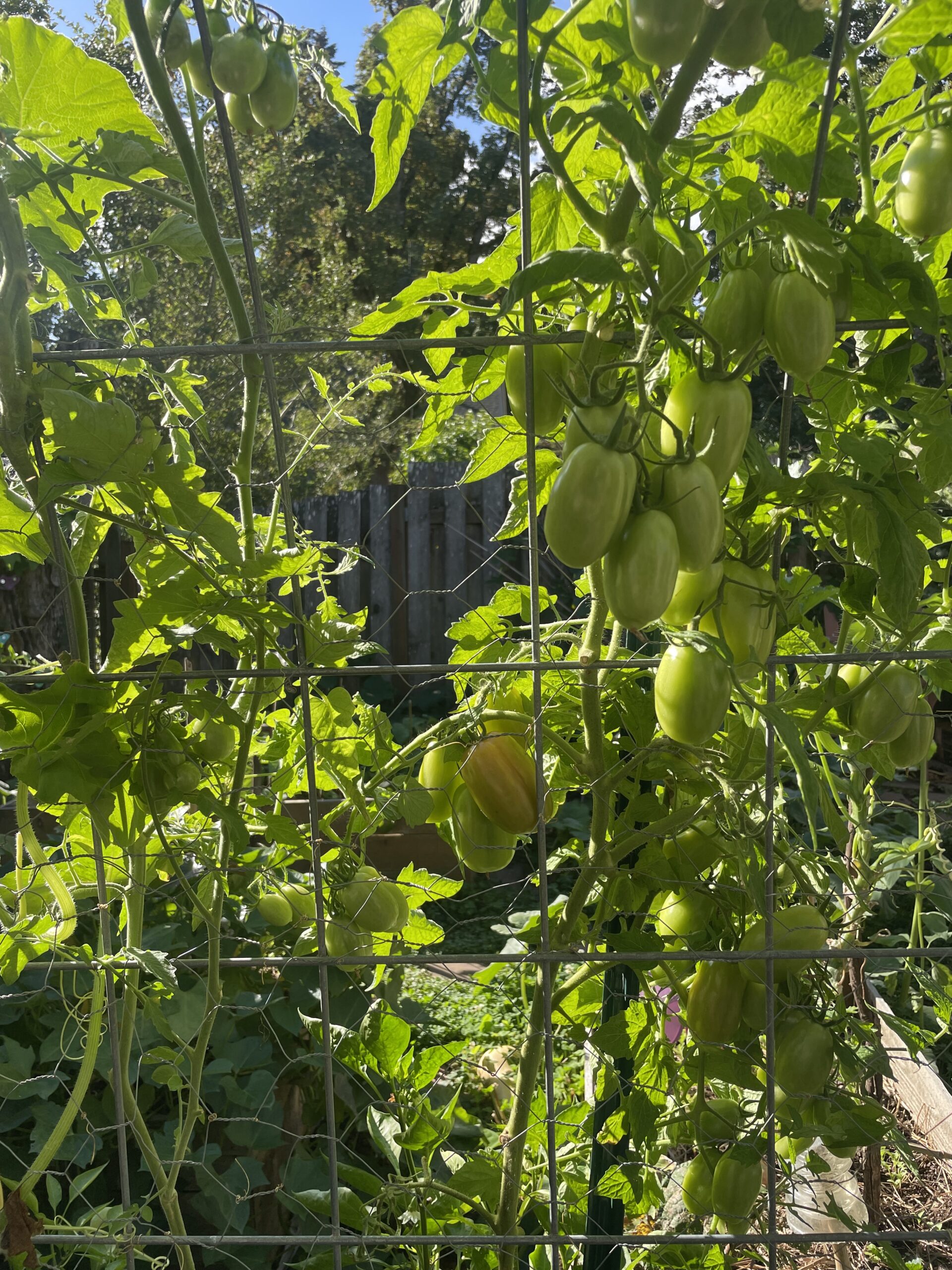 Green Tomatoes on a Tomato plant in the garden