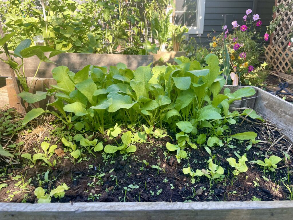 Image of radishes and lettuce growing in October in a Raised Garden Bed