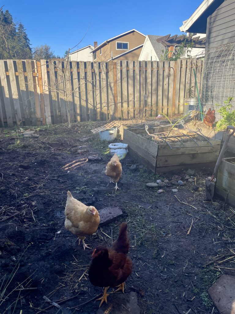 bare garden in the winter with chickens running around