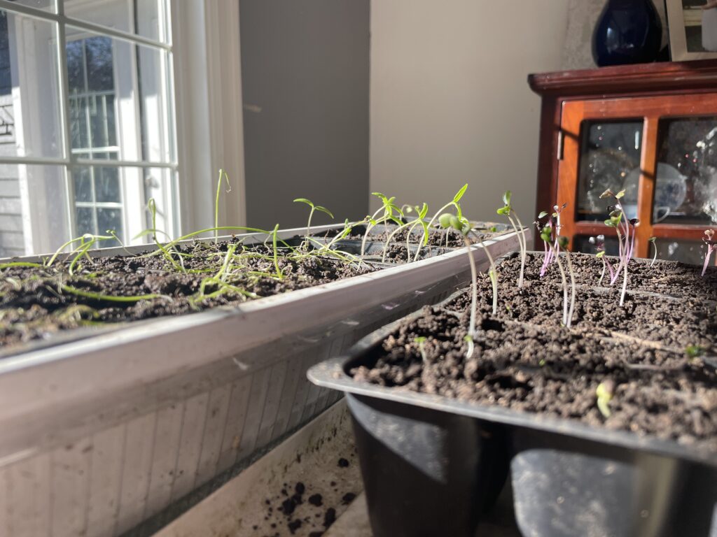 Seeds to start in February poking up in trays 