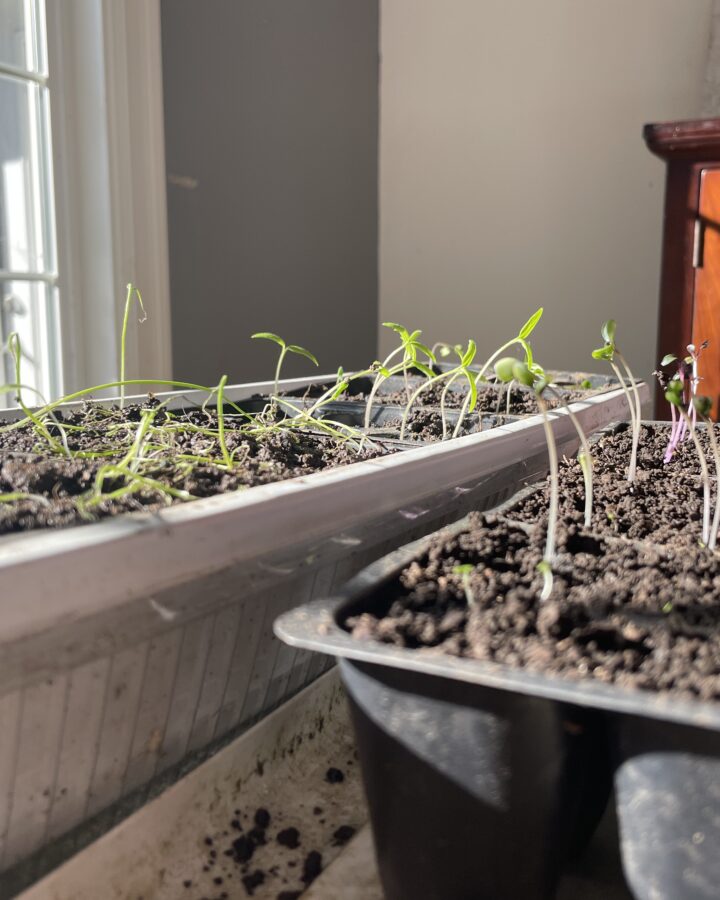 Seedlings poking up in trays