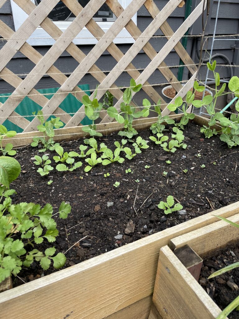 What to plant in March? Radishes! 